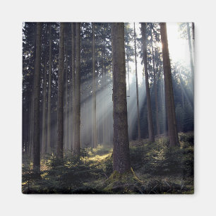 Aimant Forêt en Bavière