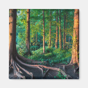 Aimant Forêt en été