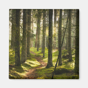 Aimant Forêt   Forêt boréale Suède