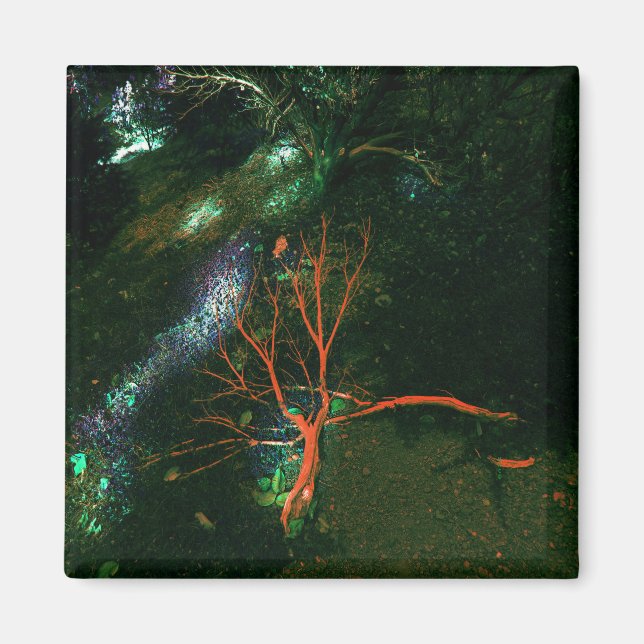 Aimant Forêt mystique... (Devant)