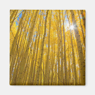 Aimant Forêt nationale de White River