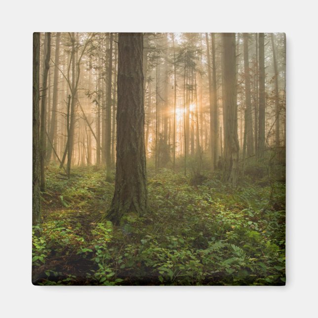 Aimant Forêt nord-ouest du Pacifique | Foggy Morning (Devant)