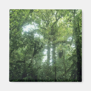 Aimant Forêt nuageuse de Monteverde, Costa Rica.