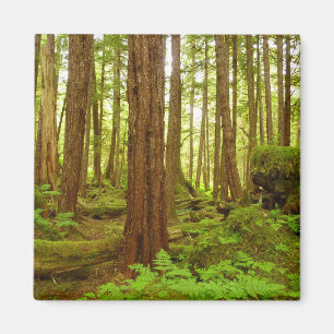 Aimant Forêt pluviale tempérée de l'Alaska
