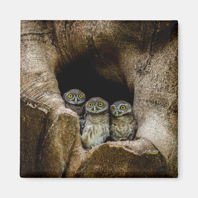 Aimant Forêt | Trois Chouettes (Devant)