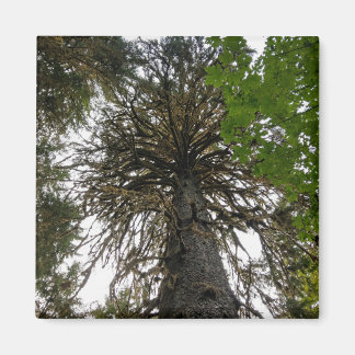 Aimant forêt tropicale humide