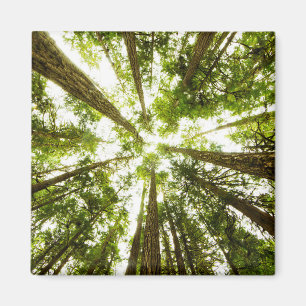 Aimant Forêt tropicale verte luxuriante