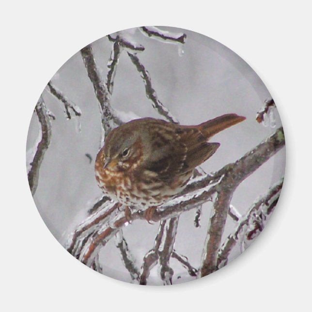 Aimant Fox Sparrow (Devant)