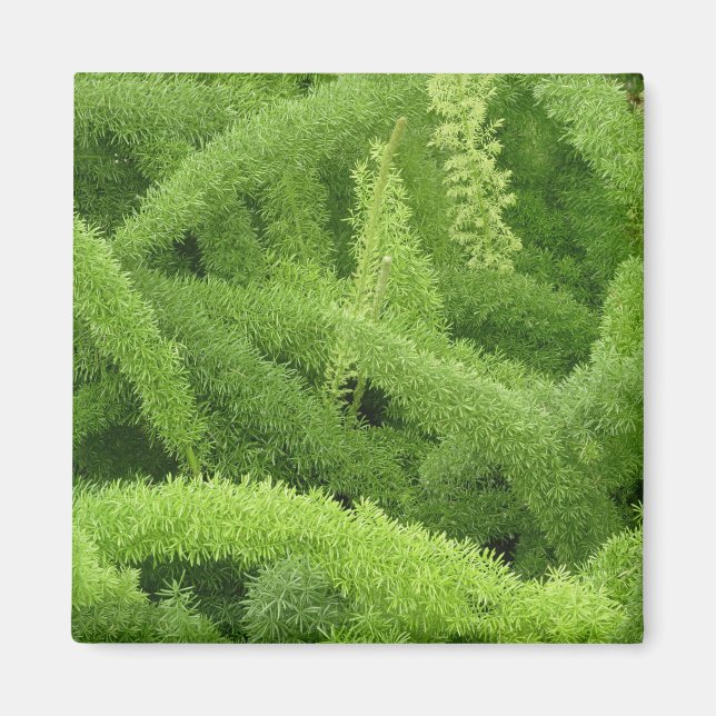 Aimant Foxtail Fern, Asparagus densiflorus myers (Devant)