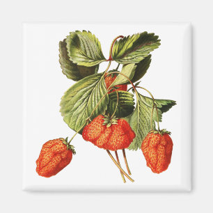 Aimant Framboise Fruit Vintage Illustration botanique