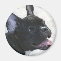Aimant français Bulldog