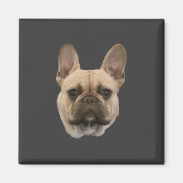 Aimant French Bulldog Photo mignonne photo face
