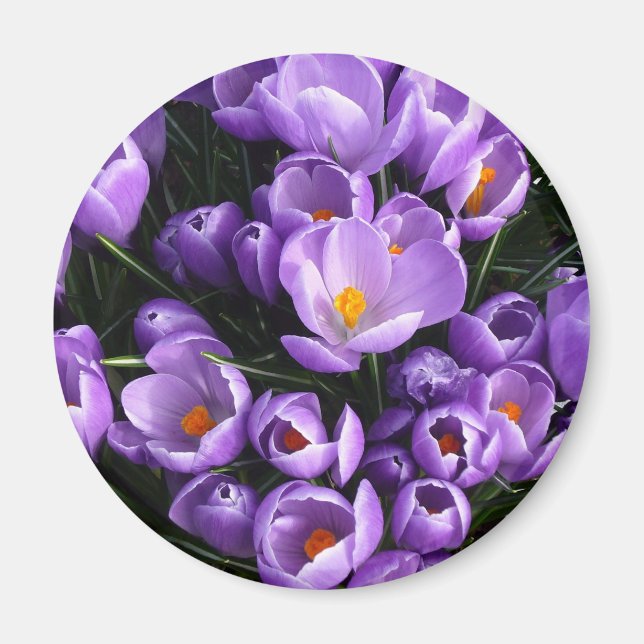 Aimant frigorifique en crocus violet (Devant)