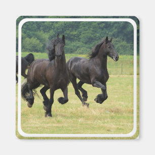 Aimant frison galopant de chevaux