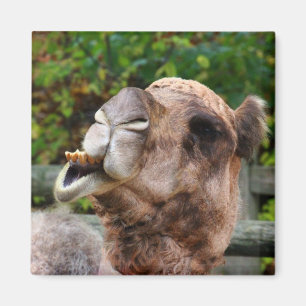 Aimant Funny Camel Faune Animale Photo