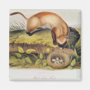 Aimant furet Noir-aux pieds