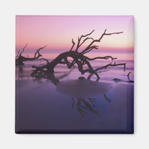 Aimant GA Jekyll Island, Cimetière d'arbres sur la plage 