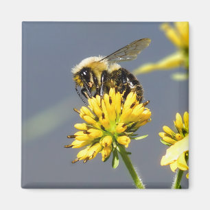 Aimant Gaffez l'aimant d'abeille