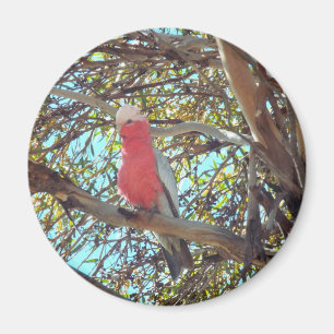 Aimant gallah sauvage