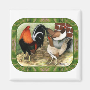 Aimant Gamefowl à la ferme