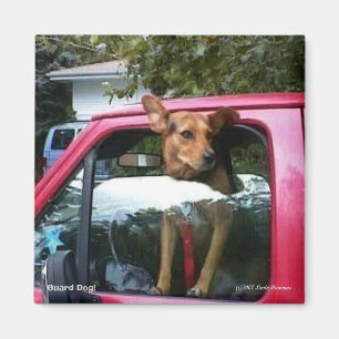 Aimant Garde Chien !