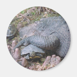Aimant "Gator Hugs"