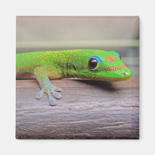 Aimant Gecko de jour de la poussière d'or
