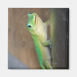 Aimant Gecko Jour Poussière Or
