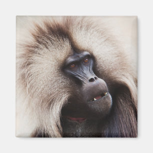Aimant Gelada Baboon, Éthiopie