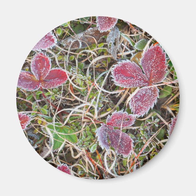 Aimant Gelost covered leaves, Canada (Devant)