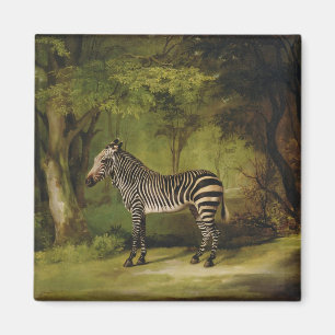 Aimant George Stubbs   un zèbre, 1763 (huile sur la