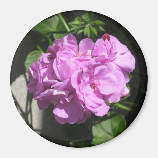 Aimant Géranium d'ivoire rose (Devant)
