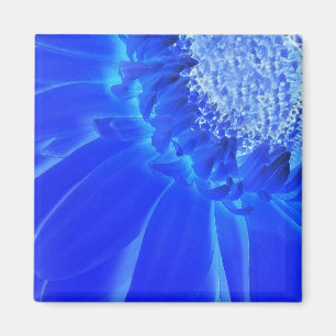 Aimant gerbera bleu électrique