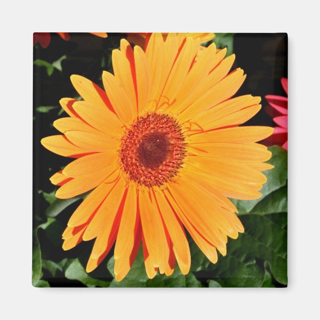 aimant gerbera orange (Devant)