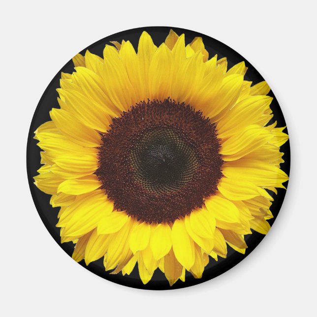 Aimant Giant Yellow Garden Sunflower on Black Background (Devant)