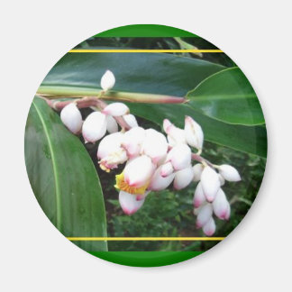 Aimant Gingembre de coque Magnet-Hawaii