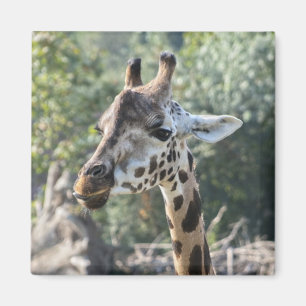 Aimant Girafe