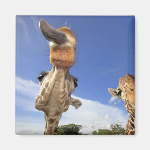 Aimant Girafe réticulée (camelopardalis de Giraffa) 3