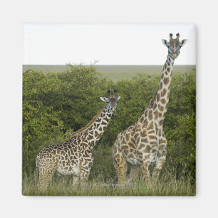 Aimant Girafes au Kenya, Afrique 2