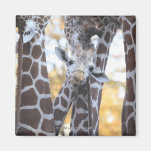 Aimant Girafes au zoo de Tama, au zoo de Tama, Tokyo