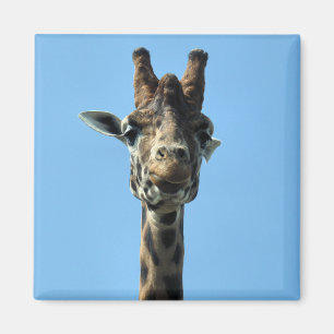 AIMANT GIRAFFE