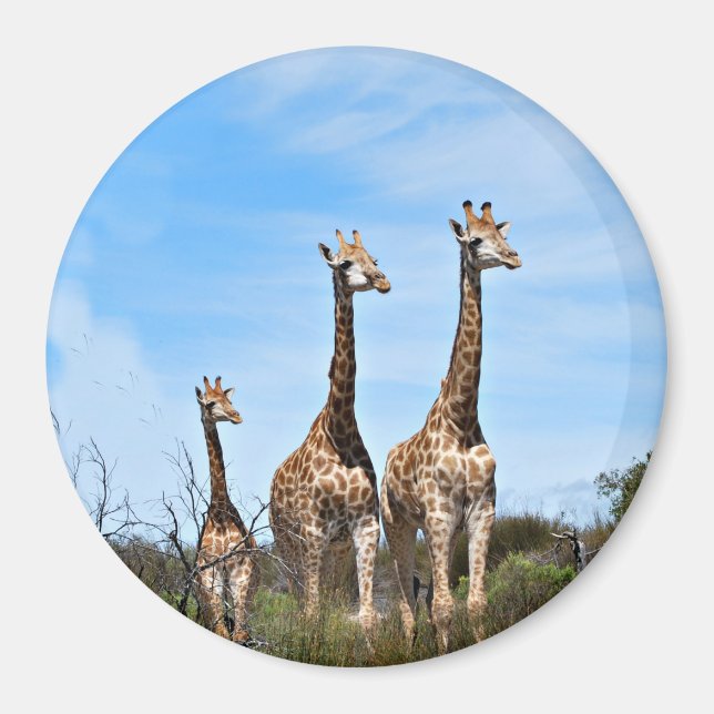 Aimant Giraffe Famille Sur Le Sommet De Grassy (Devant)