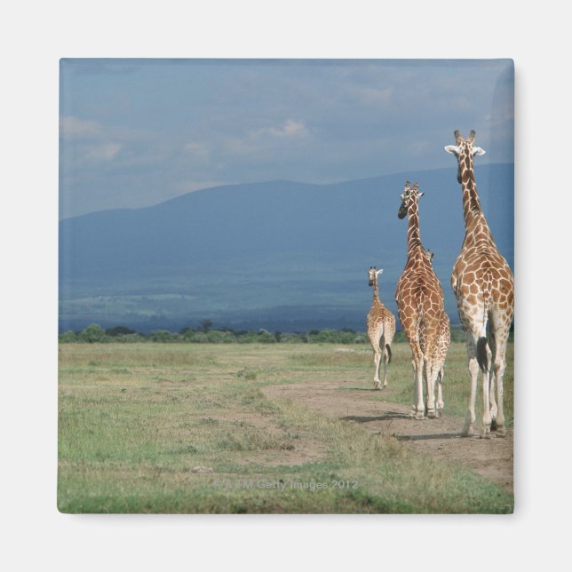 Aimant Giraffe (Giraffa camelopardalis) 2 (Devant)