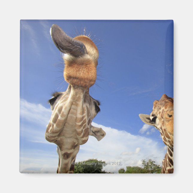 Aimant Giraffe (Giraffa camelopardalis) 3 (Devant)