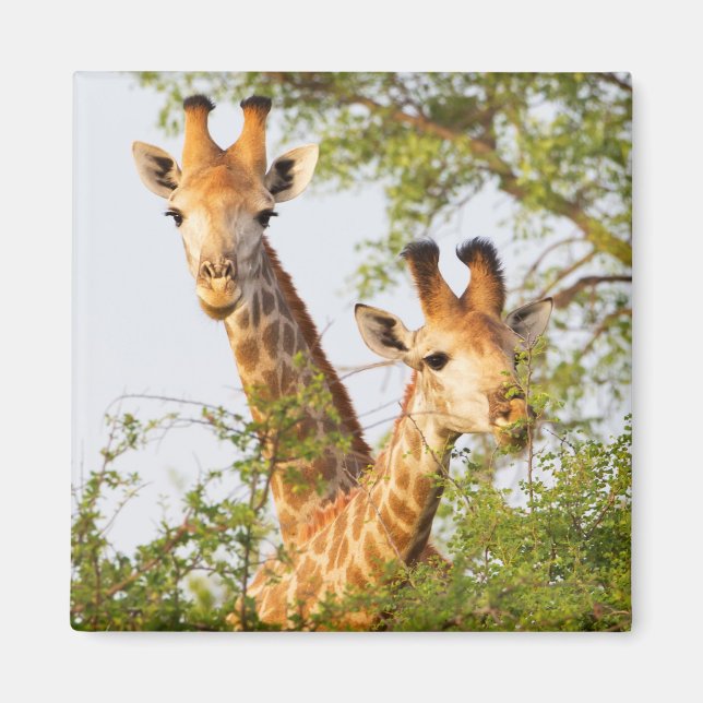 Aimant Giraffes Pékin au-dessus de la végétation (Devant)