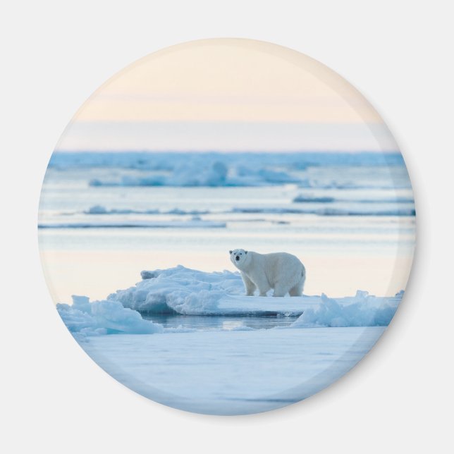 Aimant Glace et neige | Ours polaire Iceberg Norvège (Devant)