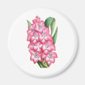 Aimant Gladiolus Ulysse