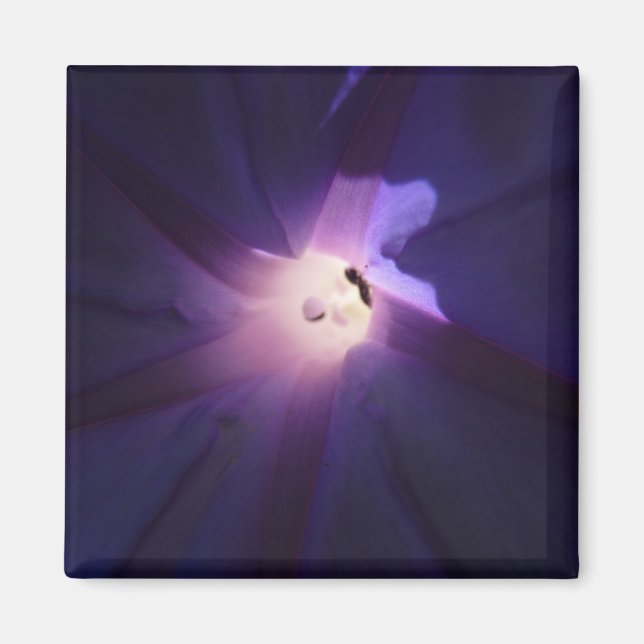 Aimant gloire matinale (Devant)