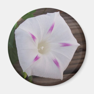 Aimant Glory White du matin