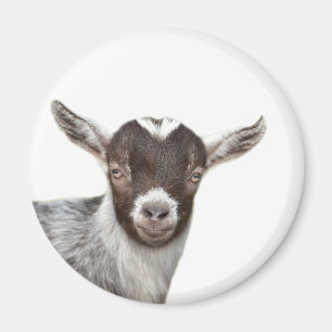 Aimant Goat cute farm animal photo